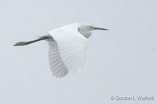 Flying Egret In Fog_33454.jpg - Snowy Egret (Egretta thula) photographed along the Gulf coast near Port Lavaca, Texas, USA.